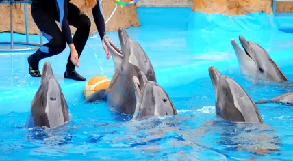 Dolphins in captivity