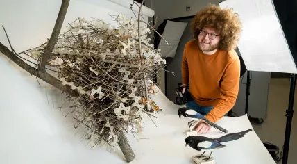 Researcher Auke-Florian Hiemstra with a magpie nest made from bird-deterring spikes, 11 July 2023