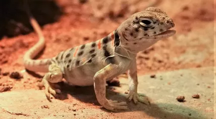 A collared iguana at DierenPark Amersfoort.
