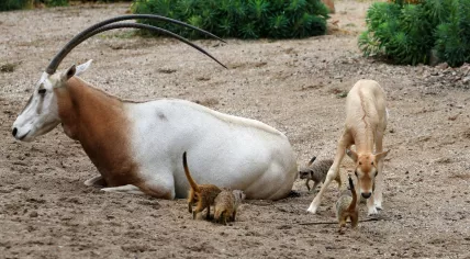 Scimitar oryx born at Artis Zoo, summer 2023