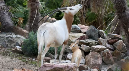 Scimitar oryx born at Artis Zoo, summer 2023