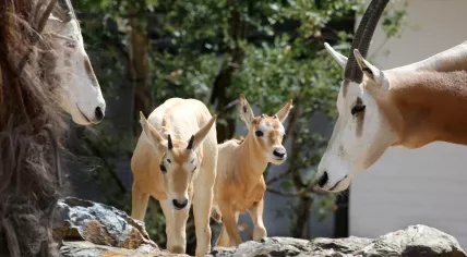 Two scimitar oryx born at Artis Zoo, summer 2023