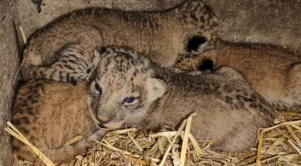Four African lion cubs born at Beekse Bergen, 12 July 2023