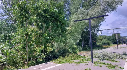 A tree fell across the railroad tracks at the Heerenveen station during Storm Poly. 5 July 2023