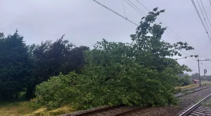 Storm Poly knocked a tree on the catenary and train tracks near Lisse. 5 July 2023