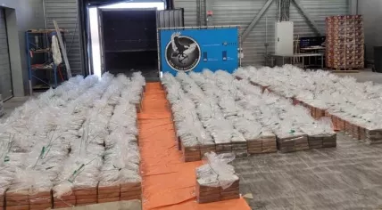 8,064 kilos of cocaine hidden in banana pallets found at the port of Rotterdam, 10 August 2023.