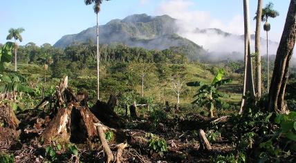 Deforestation in Nueva Cajamarca, Peru, September 2014.