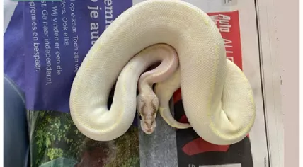 Python found in a thrift store in Dordrecht, August 2023.