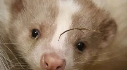 Otto the skunk is missing in Stiens, Friesland, 22 August 2023