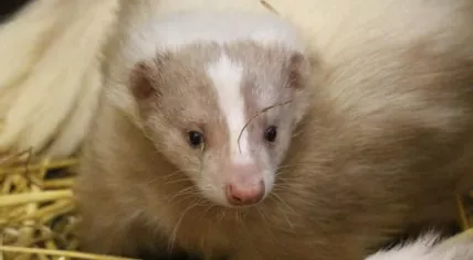 Otto the skunk is missing in Stiens, Friesland, 22 August 2023