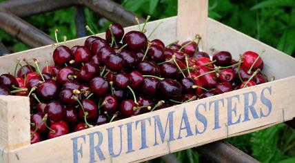 Cherry harvest in the Betuwe region, July 2021.