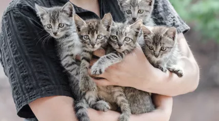 Kittens
