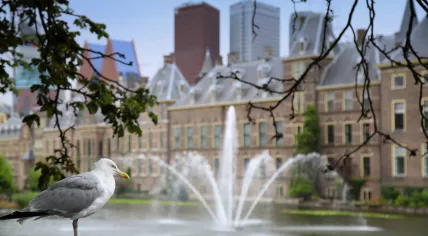 Seagull standing at the Binnenhof in The Hague