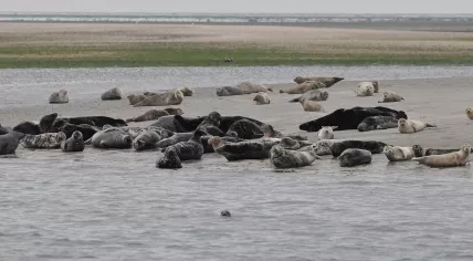 Seals in De Hors, December 2016.