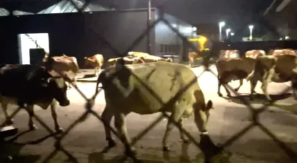 Escaped cows in the parking lot Aalsterweg, Eindhoven, 21 August 2023.