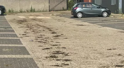 Parking lot in Eindhoven littered with cow dung, 21 August 2023.
