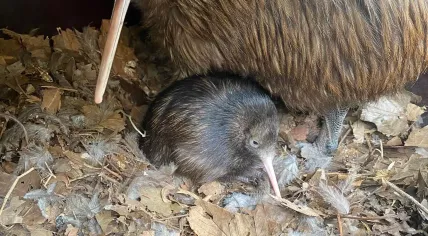 Kiwi chick hatched at Avifauna bird park, August 2023.