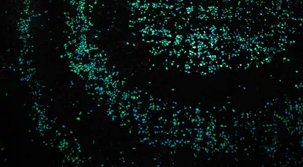 The Van Gogh Path in 2014, an illuminated bike path between Eindhoven and Nuenen in Noord-Brabant, was conceived by Studio Roosegaarde and constructed by Heijmans N.V.