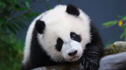 Giant panda Fan Xing at Ouwehands Dierenpark in Rhenen. 