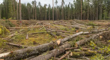 Deforestation