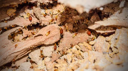 Termites on damaged wood