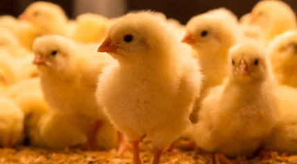 One-day old chickens