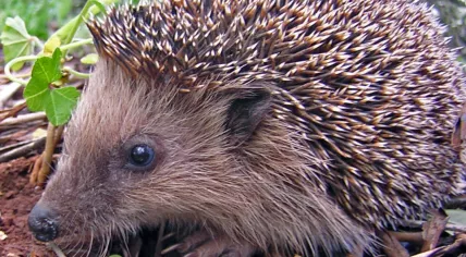 A young hedegehog.