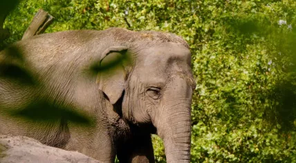 Photo of Irma, the oldest elephant at Diergaarde Blijdorp zoo in Rotterdam, who passed away in September 2023.