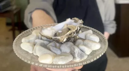 Pearl found by chef Bas Koorevaar of restaurant Bistro Pinot in Grou, September 2023.