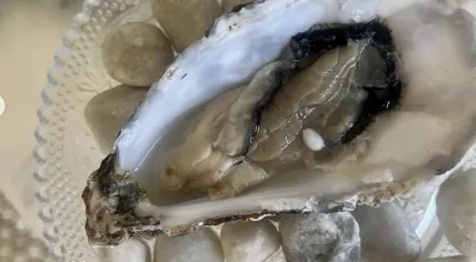 Pearl found by chef Bas Koorevaar of restaurant Bistro Pinot in Grou, September 2023.