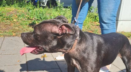 Roxie, a pup that went missing in Paris turned up in The Hague on 14 September 2023