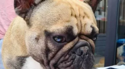 A dog breeder got fined for using this French bulldog for breeding, violating the Dutch ban on breeding short-snouted dogs, September 2023