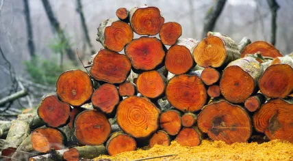Timber