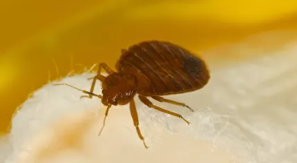 Bed bug