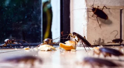 Cockroaches around breadcrumbs next to an open window