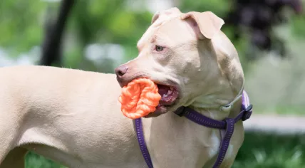 American pit bull terrier playing with a ball