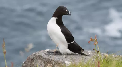 Razorbill