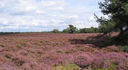 Wekeromse Zand heathland.