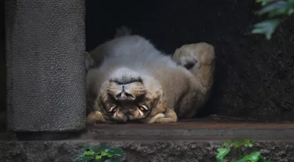 A lioness lying on her back