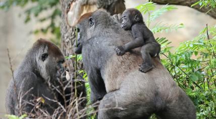 Gorillas at Diergaarde Blijdorp in Rotterdam, April 2023