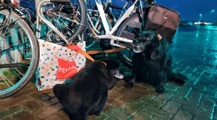 Two dogs left abandoned at the Ameland ferry, 5 November 2023