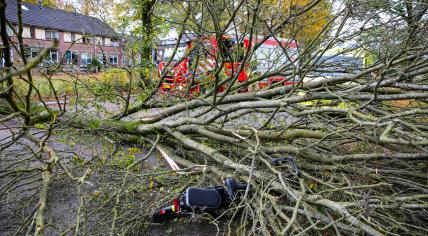 Fallen tree lands on woman cycling in Apeldoorn during Storm Ciarán. 2 November 2023.