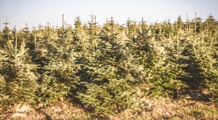 A plantation of Christmas trees