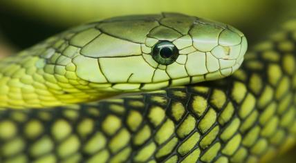 Green Mamba