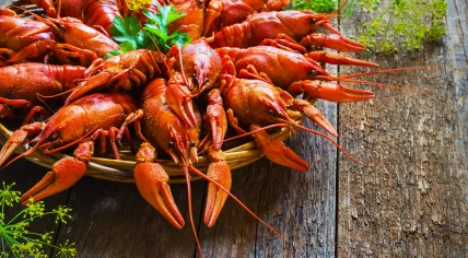 Crayfish on wooden background