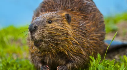 Wild beaver
