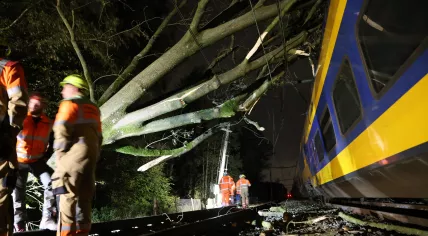 ProRail working on a tree that had fallen onto the overhead lines during Storm Ciaran, 2 November 2023