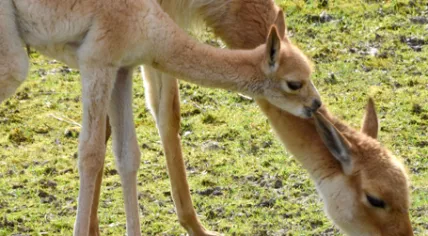 Vicuna cub at GaiaZoo, November 2023.