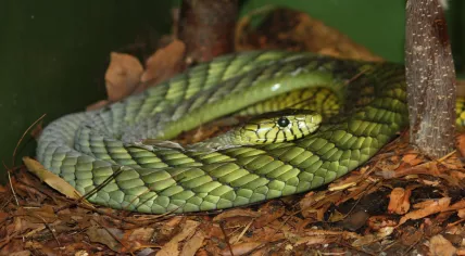 Green Mamba.