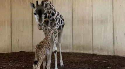 Giraffe calf next to its mother at gaiaZoo, November 2023.